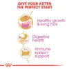 Royal Canin Persian Kitten Food